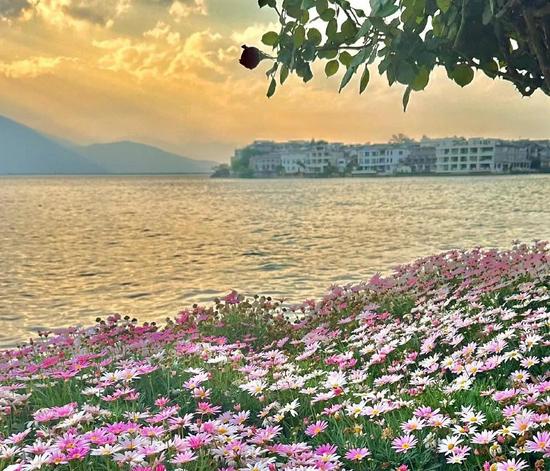 花海.jpg